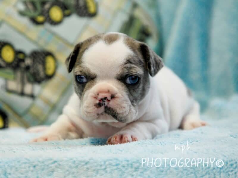 Tanker-Willow French Bulldog image