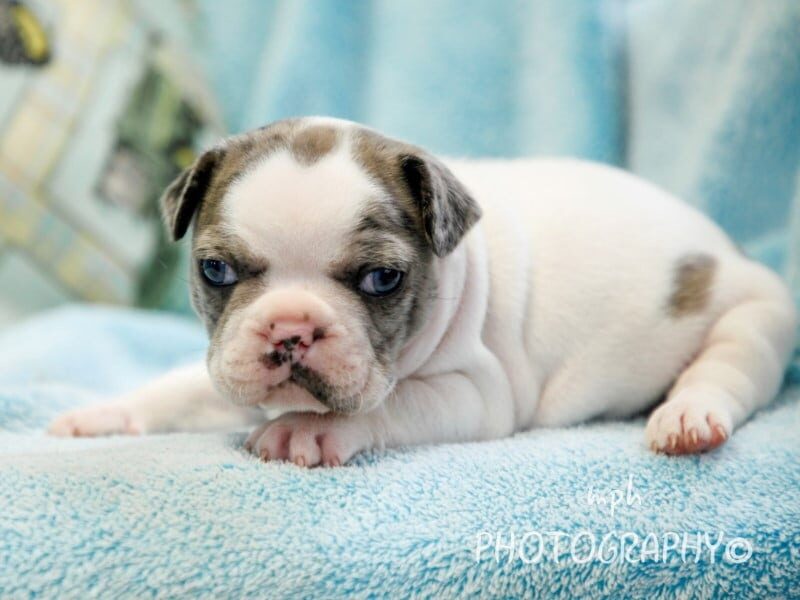 Tanker-Willow French Bulldog image