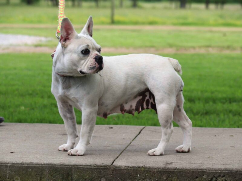 Billow, our French Bulldog dam at Brubackers Beloved Bulldogs in Kentucky.
