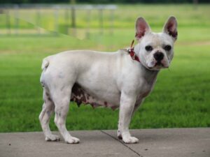Billow, our French Bulldog dam at Brubackers Beloved Bulldogs