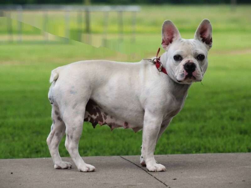Billow, our French Bulldog dam at Brubackers Beloved Bulldogs in Kentucky.