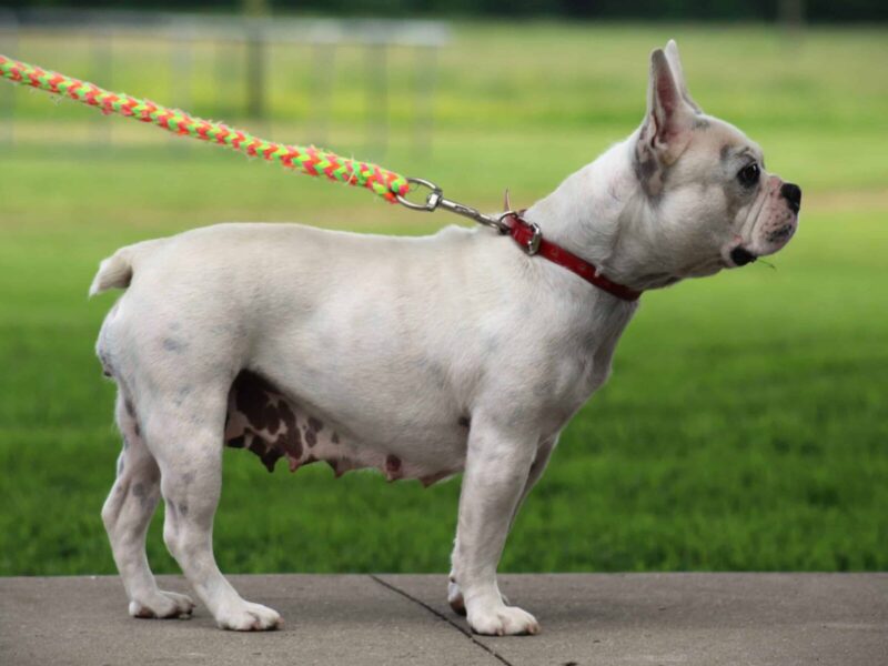 Billow, our French Bulldog dam at Brubackers Beloved Bulldogs in Kentucky.