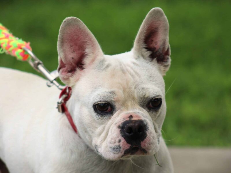 Billow, our French Bulldog dam at Brubackers Beloved Bulldogs in Kentucky.