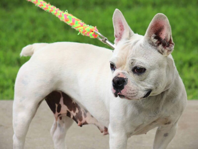 Billow, our French Bulldog dam at Brubackers Beloved Bulldogs in Kentucky.