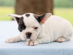 Photo of Banjo
