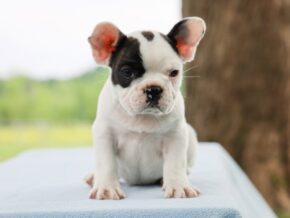 Photo of Banjo