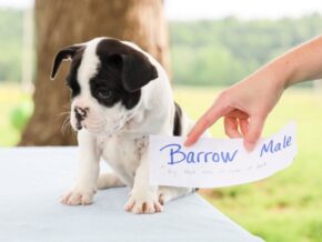Photo of Barrow