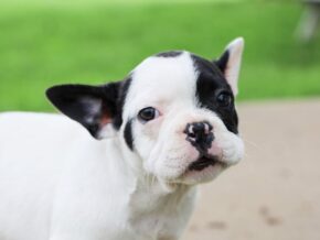 Photo of Blossom