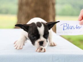 Photo of Bluster
