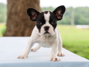 Photo of Bluster