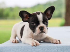 Photo of Bluster