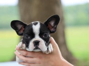 Photo of Bluster