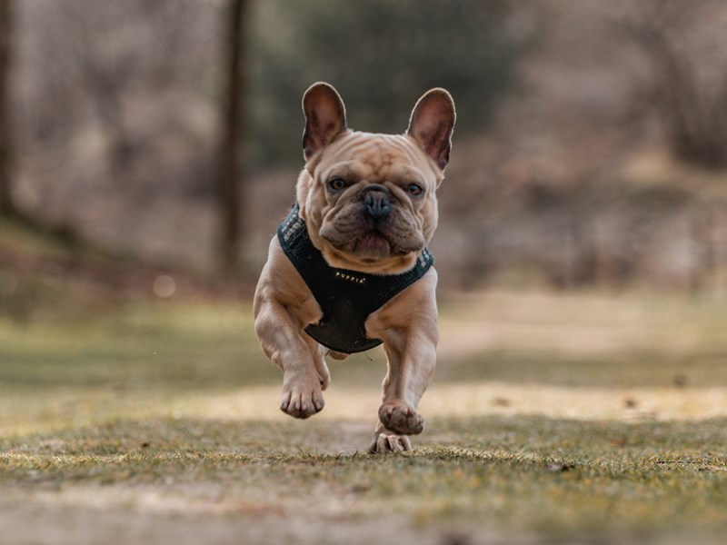 Everything you need to know about French Bulldog Puppies