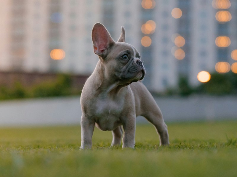 Everything you need to know about french bulldog puppies a Article in KY