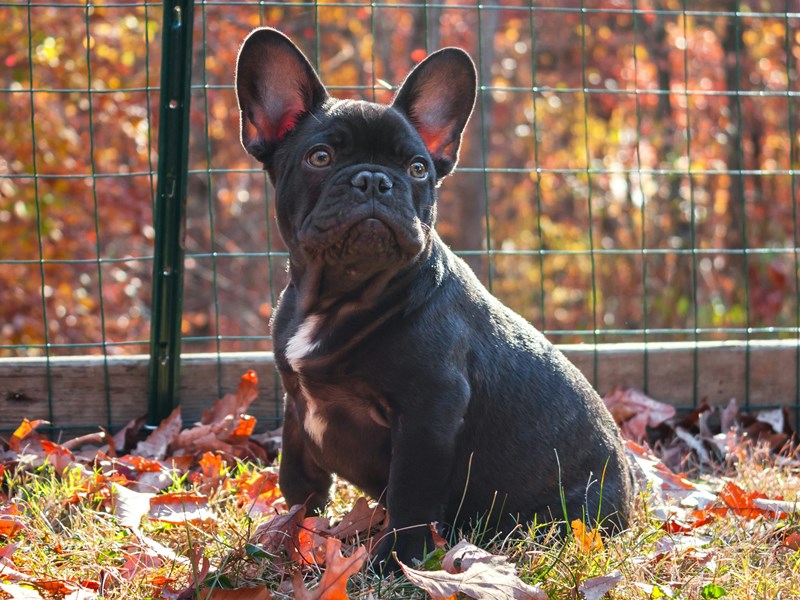 Everything you need to know about french bulldog puppies a Article in KY