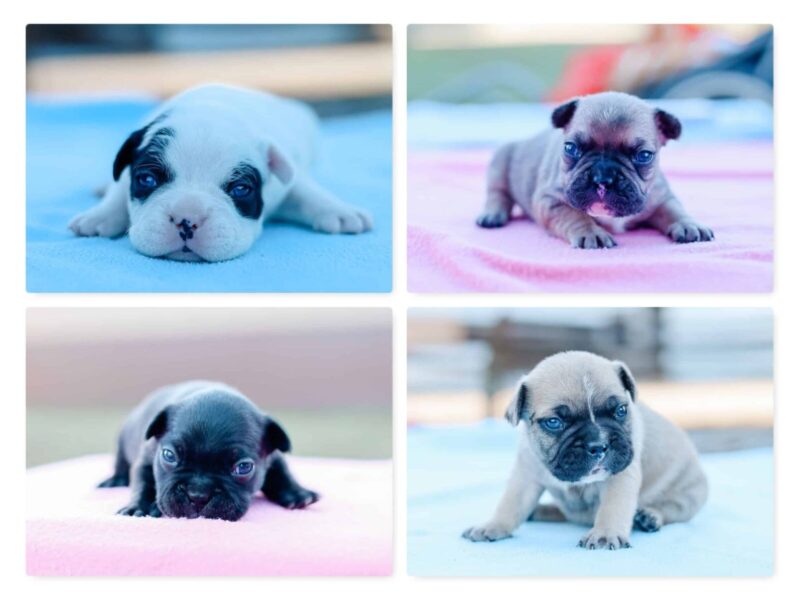 Tanker-Billow French Bulldog image