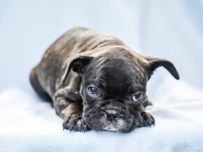 Photo of Dexter