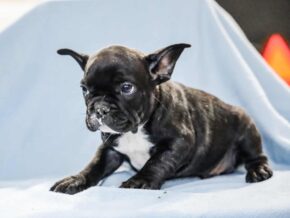 Photo of Dexter