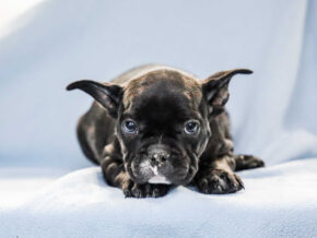 Photo of Dexter