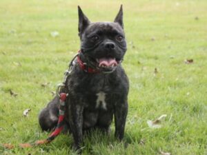 Kayla, our French Bulldog dam at Brubackers Beloved Bulldogs