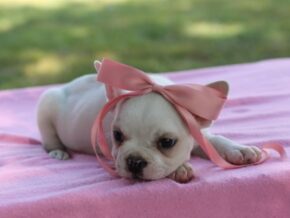 Photo of Cinnabun