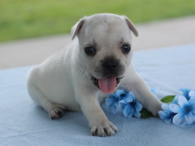 Munchkin