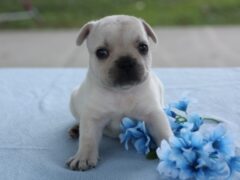 Photo1 for Munchkin
