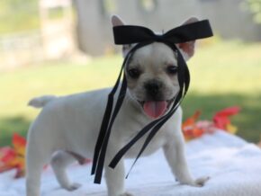 Photo of Munchkin
