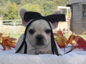 Photo of Munchkin