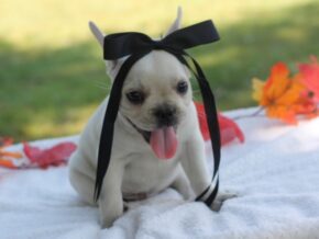 Photo of Munchkin
