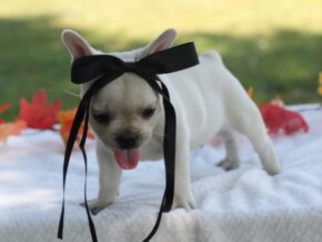 Photo of Munchkin