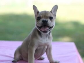 Photo of Pumpkin Roll
