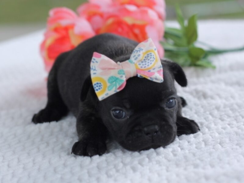 Sugar Baby image