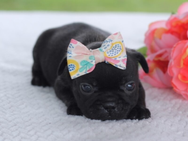 Sugar Baby image