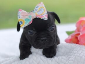 Image for Sugar Baby