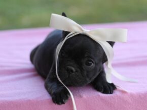 Photo of Sugar Baby