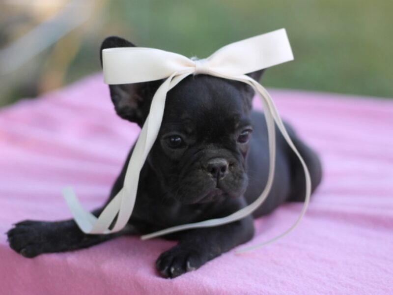 Sugar Baby image