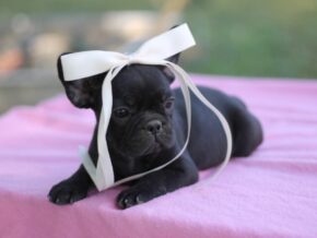Photo of Sugar Baby