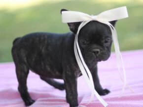 Photo of Sugar Baby