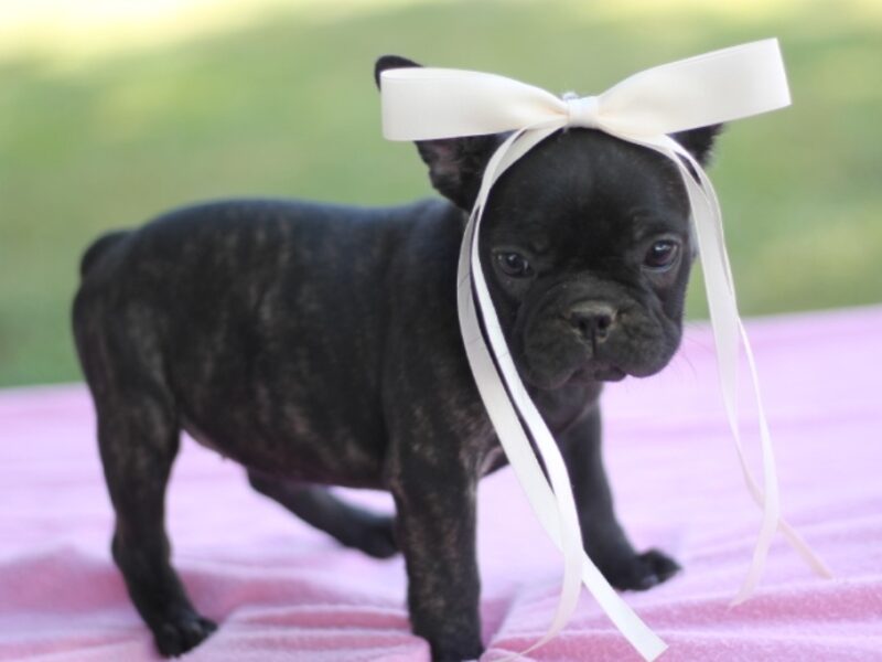 Sugar Baby image