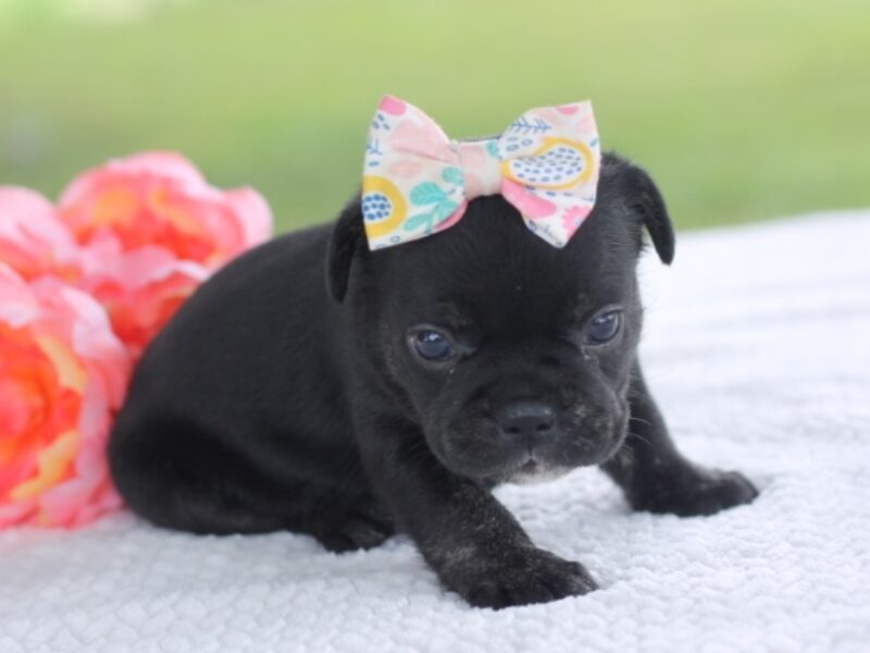 Sweet Gem image