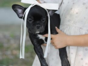 Photo of Sweet Gem