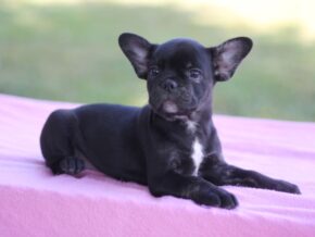 Photo of Sweet Gem
