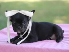 Photo of Sweet Gem
