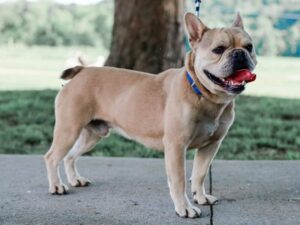 Hunter, our French Bulldog sire at Brubackers Beloved Bulldogs