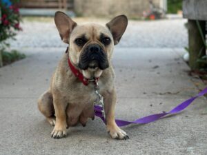 Sheila, our French Bulldog dam at Brubackers Beloved Bulldogs