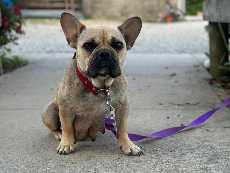 Sheila, our French Bulldog dam at Brubackers Beloved Bulldogs in Kentucky.