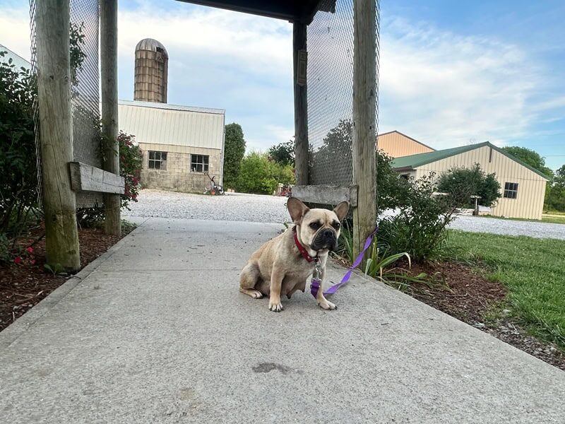 Sheila, our French Bulldog dam at Brubackers Beloved Bulldogs in Kentucky.