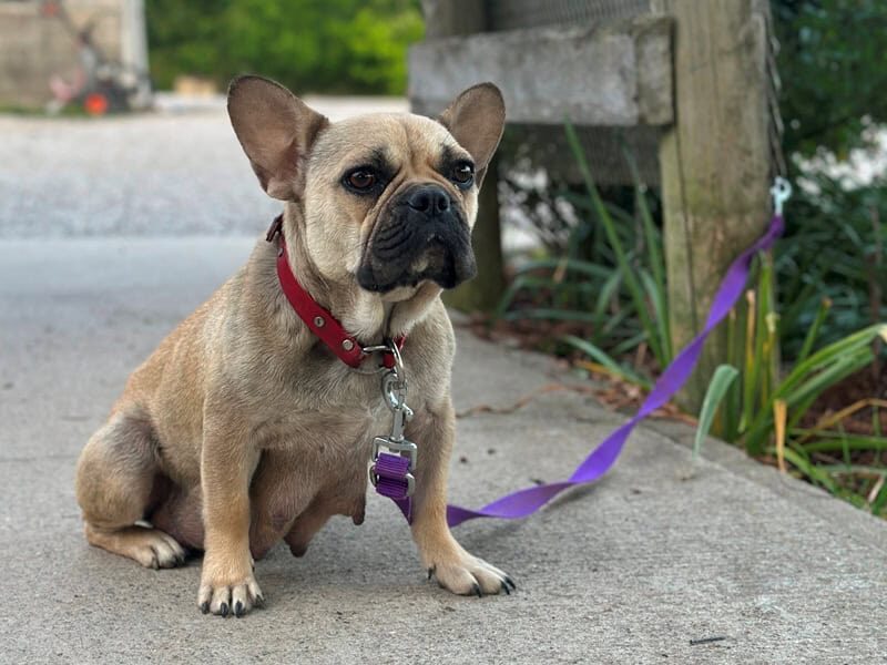 Sheila, our French Bulldog dam at Brubackers Beloved Bulldogs in Kentucky.