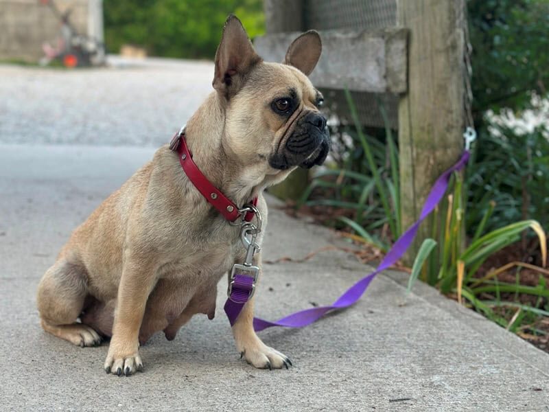Sheila, our French Bulldog dam at Brubackers Beloved Bulldogs in Kentucky.